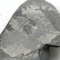 #Cambrian fossil Trilobite Malungia laevigata ,very cool #k07