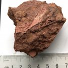 Ordovician fossil trilobite Sinocybele, teaching,very cool  #k09
