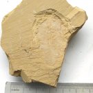 Cambrian fossil Naraoia longicaudata , professional teaching,cool #k10