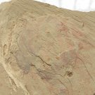 Cambrian fossil Vetulicola, professional teaching,cool #k11
