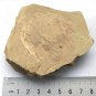 #Cambrian fossil Vetulicola, professional teaching,cool #k11