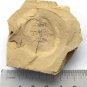 #Cambrian fossil unknown , professional teaching,cool #k14