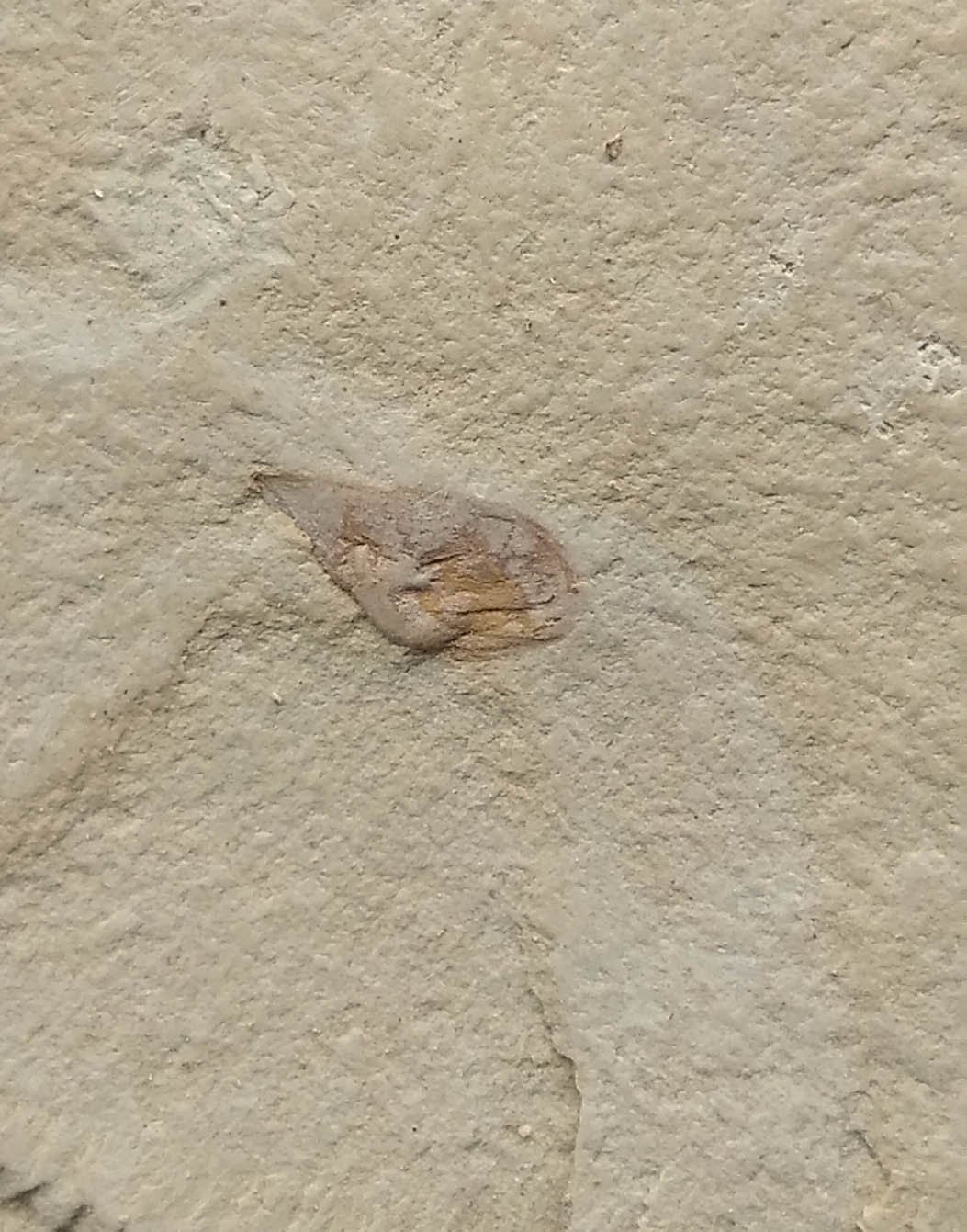 #Cambrian fossil unknown , professional teaching,cool #k16