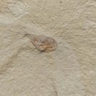 Cambrian fossil unknown , professional teaching,cool #k16
