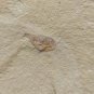 #Cambrian fossil unknown , professional teaching,cool #k16