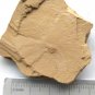 #Cambrian fossil unknown , professional teaching,cool #k16