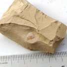 Cambrian fossil trilobite Redlichia mansuyi, professional teaching #k17