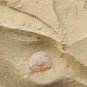 #Cambrian fossil trilobite Redlichia mansuyi, professional teaching #k17