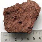 Ordovician fossil trilobite Dionide, teaching,very cool  #k18