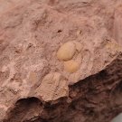 Ordovician fossil trilobite Dionide, teaching,very cool  #k20