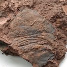 Ordovician fossil trilobite unknown , teaching,very cool  #k21