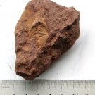 Ordovician fossil trilobite unknown , teaching,very cool  #k22