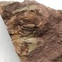 #Ordovician fossil trilobite unknown , teaching,very cool #k23