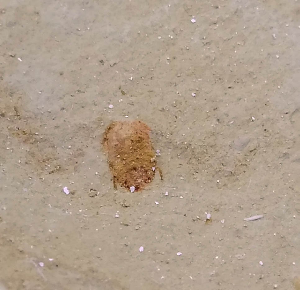 #Cambrian fossil trilobite unknown , professional teaching #k26