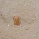 Cambrian fossil trilobite unknown , professional teaching #k26