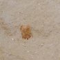 #Cambrian fossil trilobite unknown , professional teaching #k26