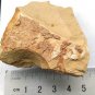 #Cambrian fossil trilobite unknown , professional teaching #k26