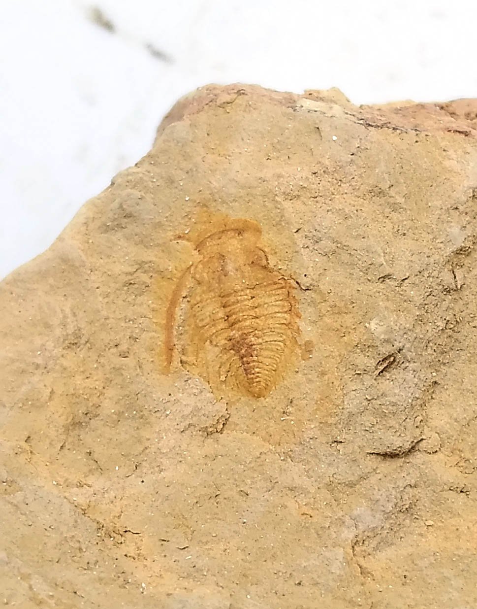 #Cambrian fossil trilobite unknown , professional teaching #k27