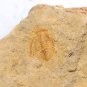 #Cambrian fossil trilobite unknown , professional teaching #k27