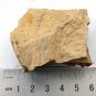 #Cambrian fossil trilobite unknown , professional teaching #k27