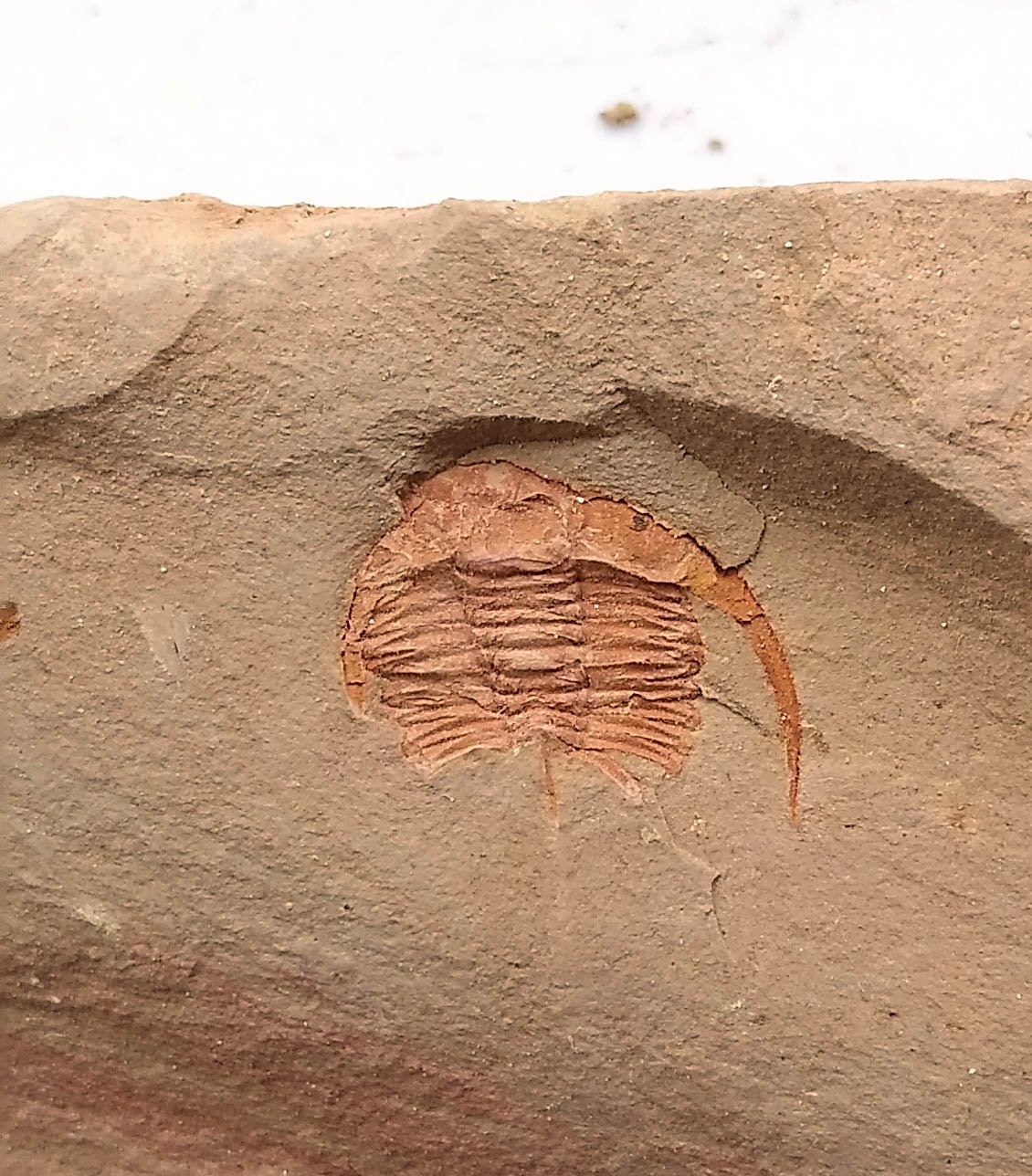 Cambrian fossil trilobite unknown , professional teaching #k28