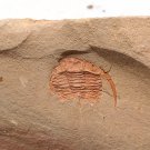 Cambrian fossil trilobite unknown , professional teaching #k28