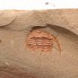 Cambrian fossil trilobite unknown , professional teaching #k28