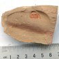 Cambrian fossil trilobite unknown , professional teaching #k28