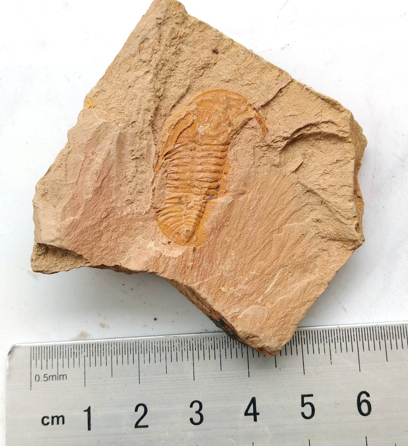 #Cambrian fossil trilobite unknown , professional teaching #k30