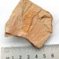 #Cambrian fossil trilobite unknown , professional teaching #k30