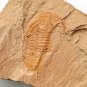 #Cambrian fossil trilobite unknown , professional teaching #k30
