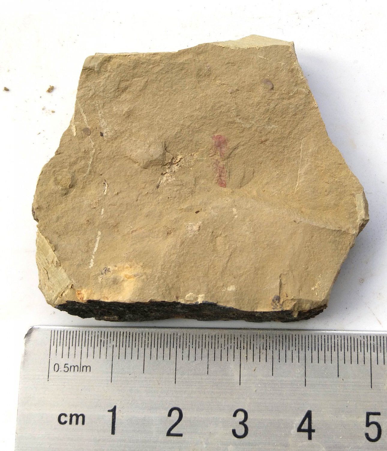 #Cambrian fossil unknown , professional teaching #k37