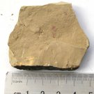 Cambrian fossil unknown , professional teaching #k37