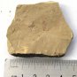 #Cambrian fossil unknown , professional teaching #k37
