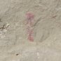 #Cambrian fossil unknown , professional teaching #k37
