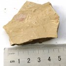 Cambrian fossil Isopyx curvirostratus , professional teaching #k38