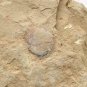 #Cambrian fossil unknown , professional teaching #k42