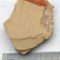 #Cambrian fossil unknown , professional teaching #k43