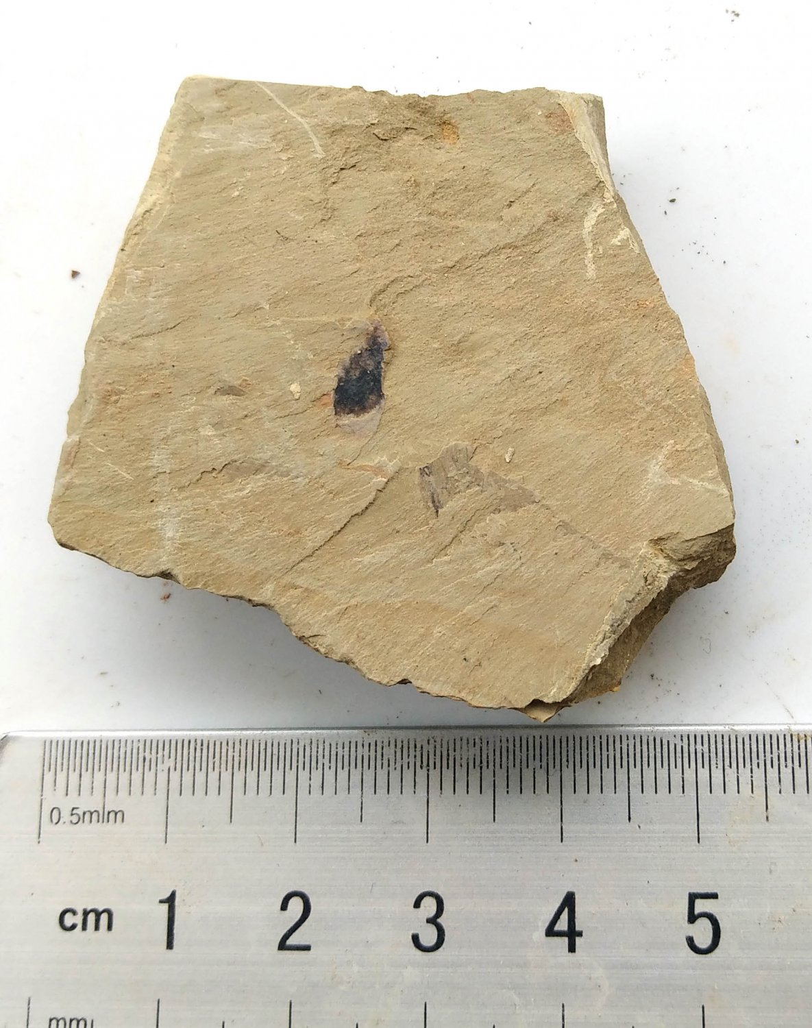 #Cambrian fossil unknown , professional teaching #k44