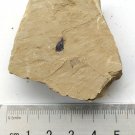 Cambrian fossil unknown , professional teaching #k44