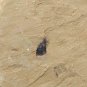 #Cambrian fossil unknown , professional teaching #k44