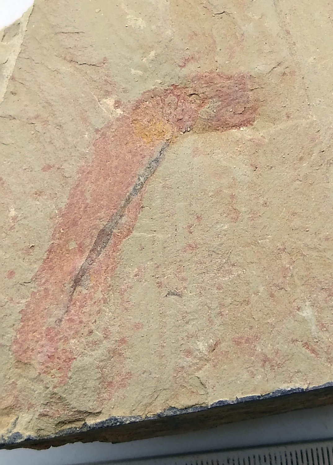 #Cambrian fossil unknown , professional teaching #k45