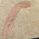 Cambrian fossil unknown , professional teaching #k45