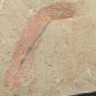 #Cambrian fossil unknown , professional teaching #k45