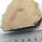 #Cambrian fossil unknown , professional teaching #k45