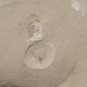 #Cambrian fossil Sicyophorus rara, professional teaching #k50