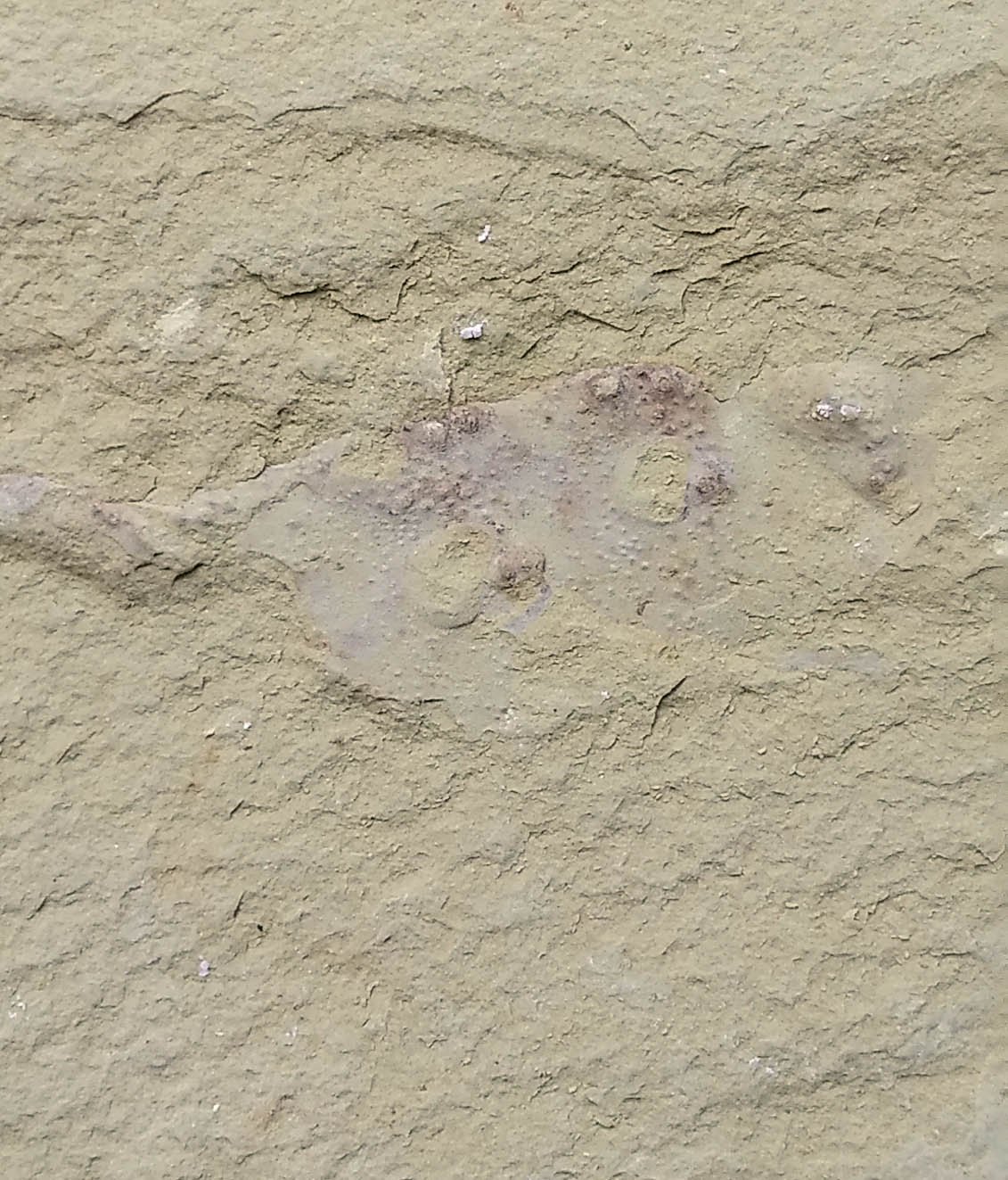 #Cambrian fossil unknown , professional teaching #k53