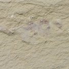 Cambrian fossil unknown , professional teaching #k53