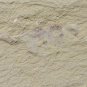 #Cambrian fossil unknown , professional teaching #k53