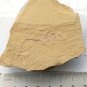 #Cambrian fossil unknown , professional teaching #k53